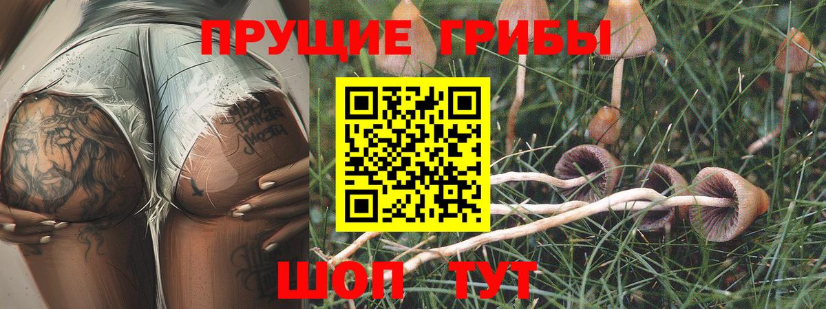 Галлюциногенные грибы Cubensis  Вход с VPN  Павловский Посад 